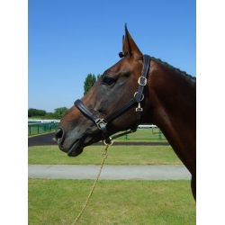 Padded Leather Headcollar - Horse Leather Headcollar